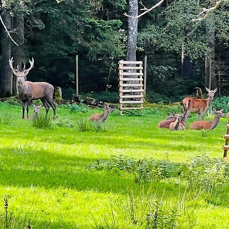 Ferienwohnung Schwarzwald Lodge Schömberg Exteriör bild