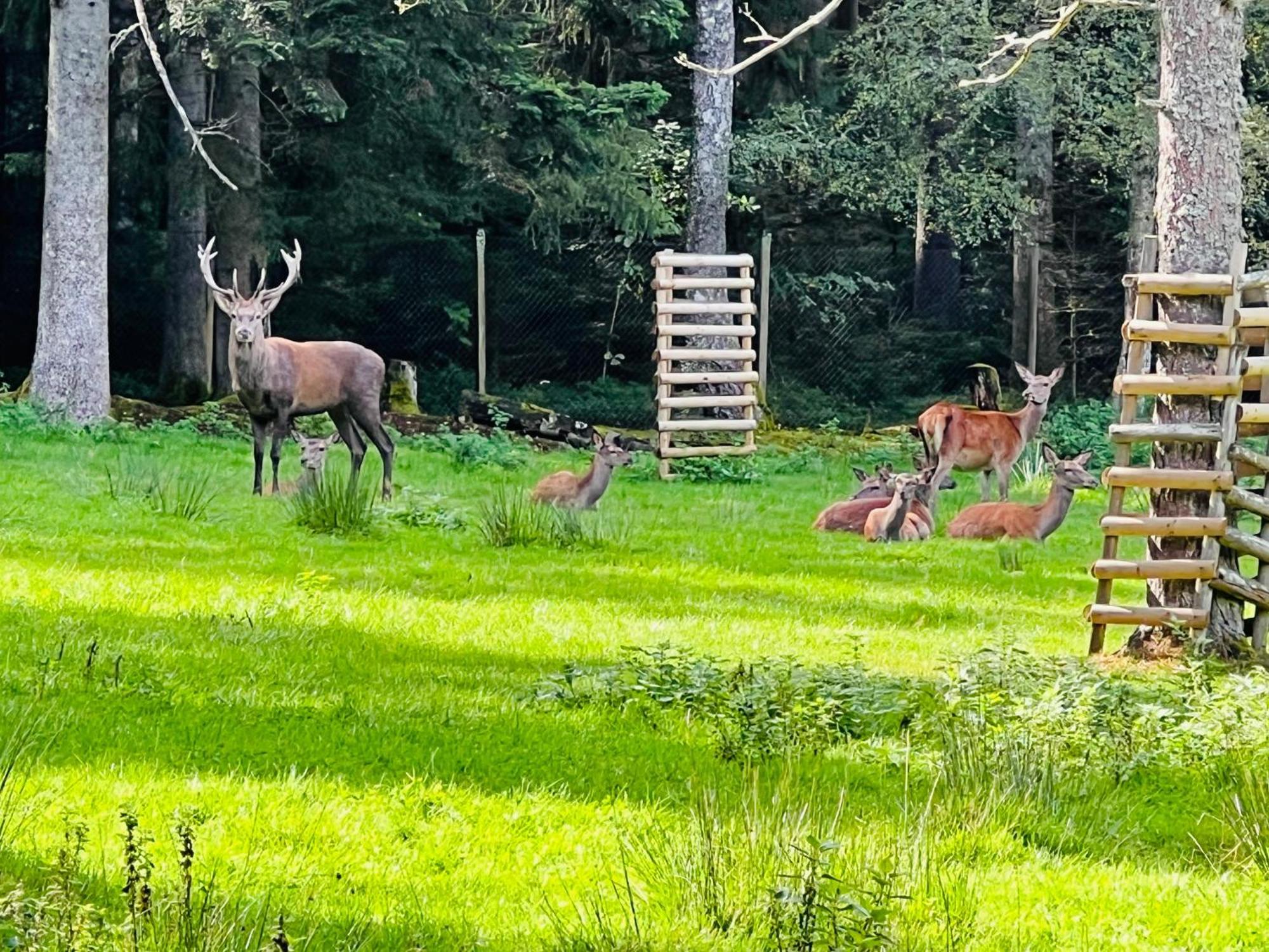 Ferienwohnung Schwarzwald Lodge Schömberg Exteriör bild
